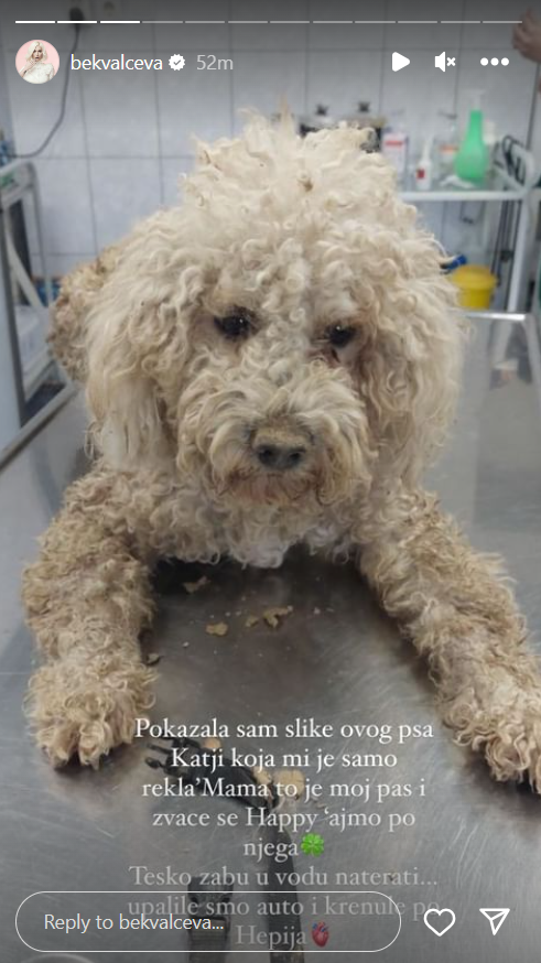 NOVI ČLAN PORODICE: Nataša Bekvalac podelila potresnu priču, pa otkrila koga je primila u svoj dom (FOTO) 3 Screenshot 2024 01 16 153531