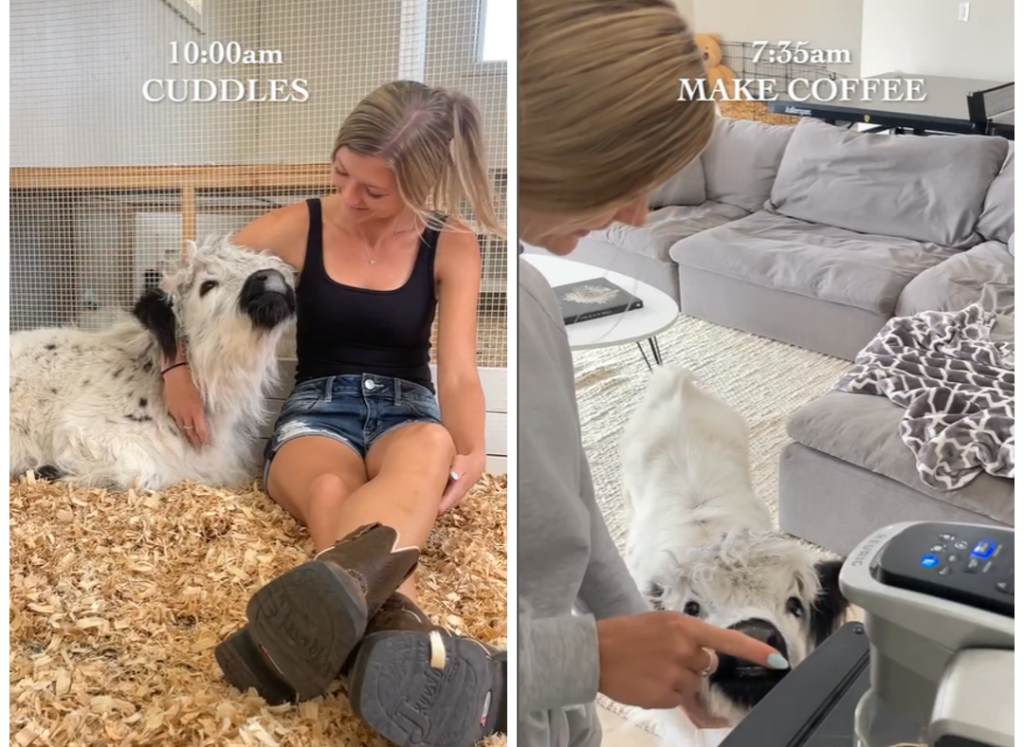 "Odakle ti ideja da kravu čuvaš kao ljubimca u kući?! Ovo je tako čudno i pogrešno!" Novi trend obišao internet, pa naišao na oštru osudu (VIDEO) 1 photo collage.png 17 e1726144092578